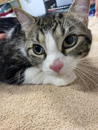 Enlarge Gilbert, a Adoptable mixed breed in Sanford, FL image 1/1