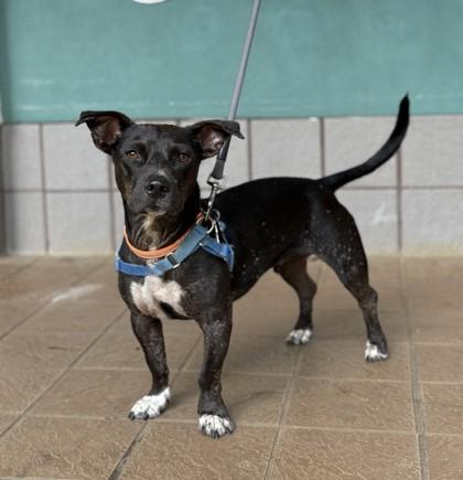 Badger, Adoptable, Young Male Terrier & Mixed Breed.