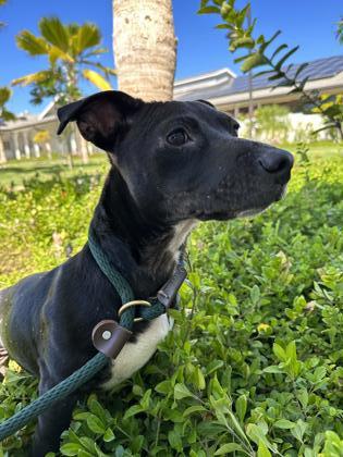 Enlarge Badger, a Adoptable mixed breed in Honolulu, HI image 1/2