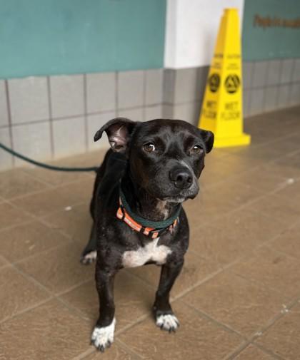 Enlarge Badger, a Adoptable mixed breed in Honolulu, HI image 2/2