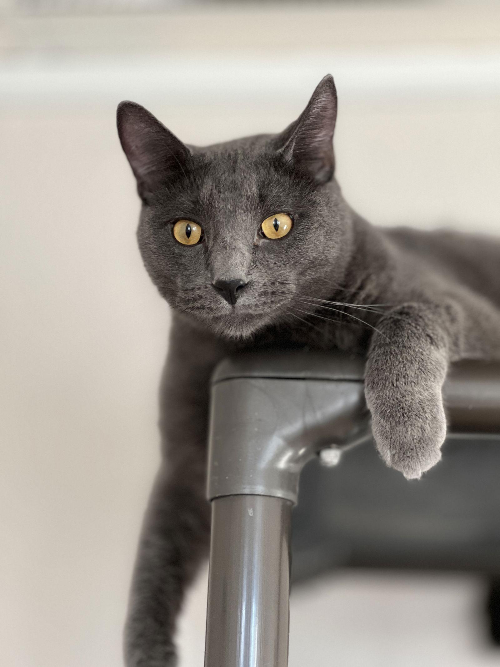 Lloyd, a Adoptable Domestic Short Hair in Webster, WI image 1/3