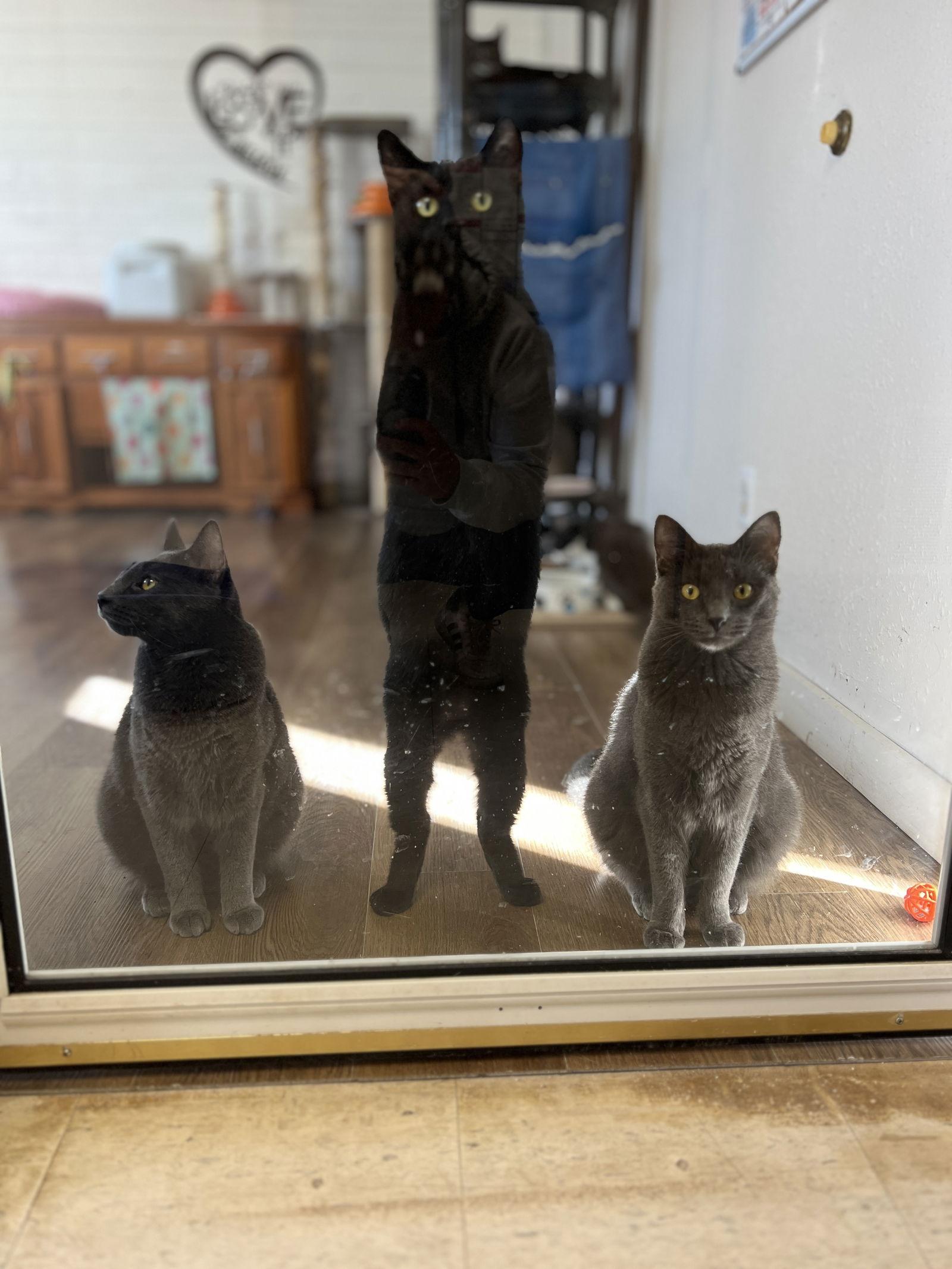 Lloyd, a Adoptable Domestic Short Hair in Webster, WI image 2/3