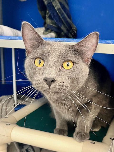 Lloyd, a Adoptable Domestic Short Hair in Webster, WI image 3/3