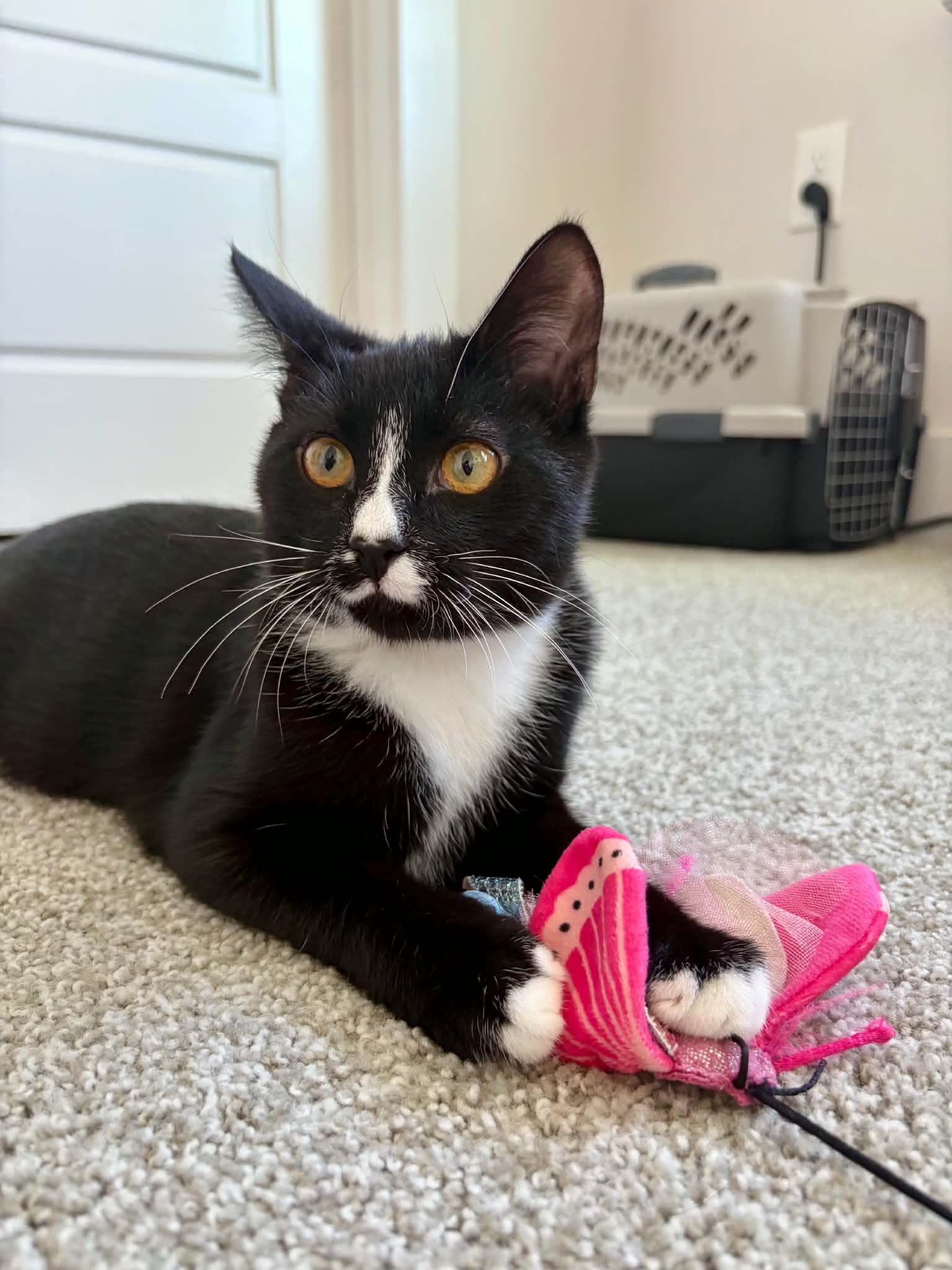 Sokka, Adoptable, Kitten Male Domestic Short Hair.
