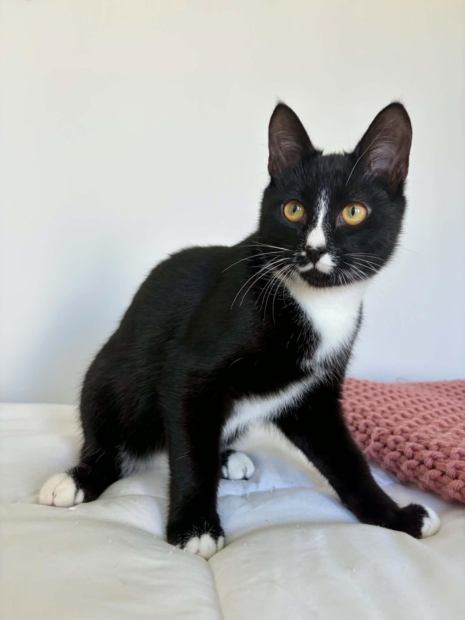 Enlarge Sokka, a Adoptable Domestic Short Hair in Raeford, NC image 2/5