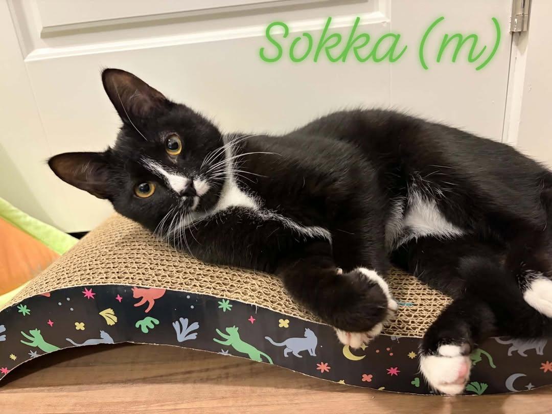 Enlarge Sokka, a Adoptable Domestic Short Hair in Raeford, NC image 3/5
