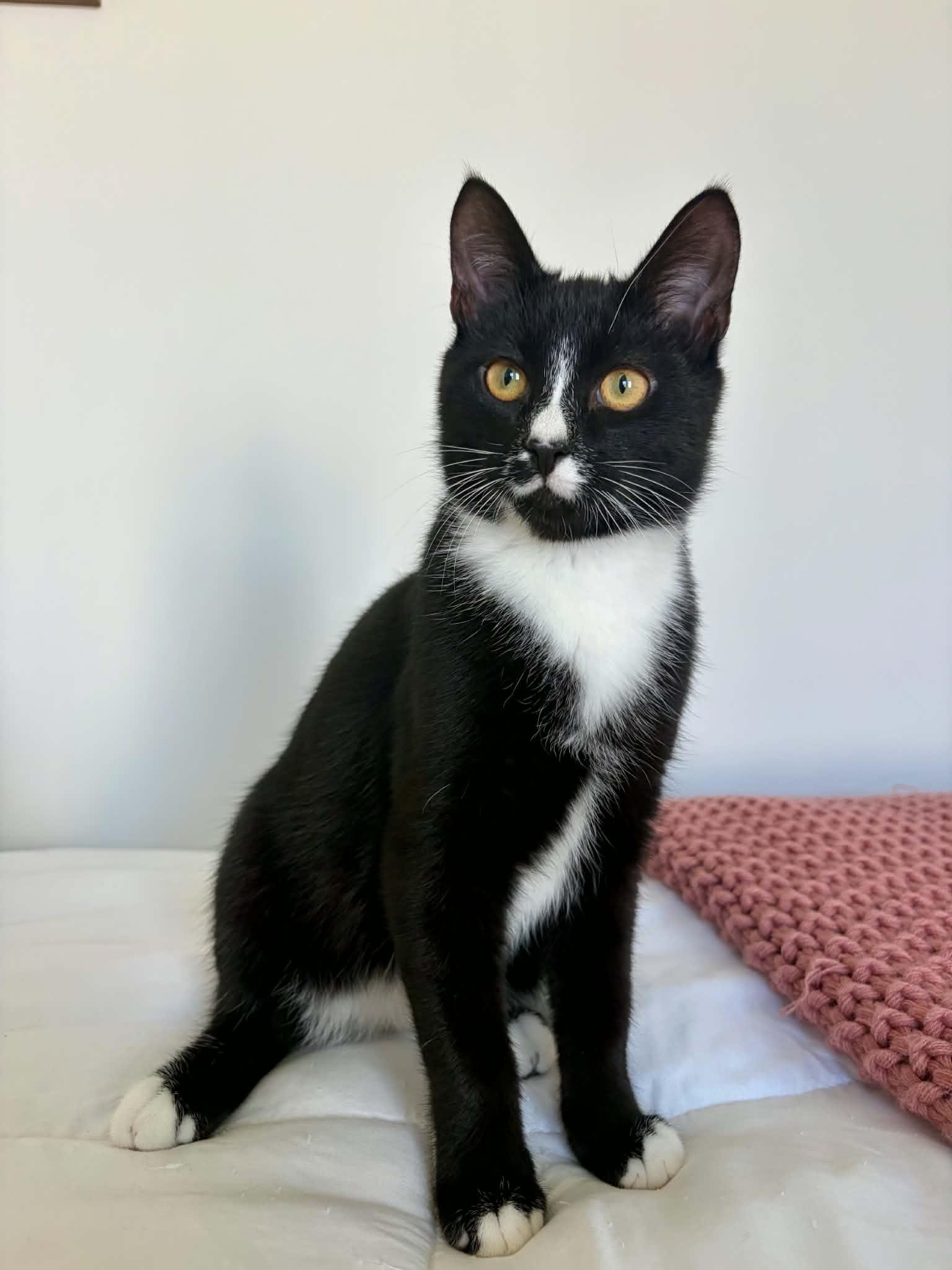 Enlarge Sokka, a Adoptable Domestic Short Hair in Raeford, NC image 4/5