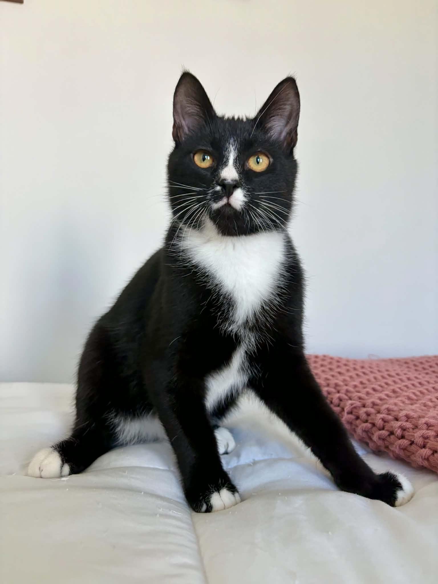 Enlarge Sokka, a Adoptable Domestic Short Hair in Raeford, NC image 5/5