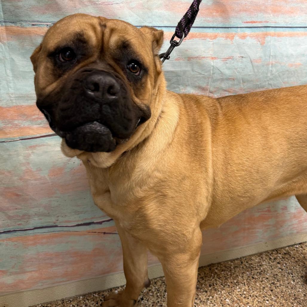 Susie, Adoptable, Young Female Cane Corso.