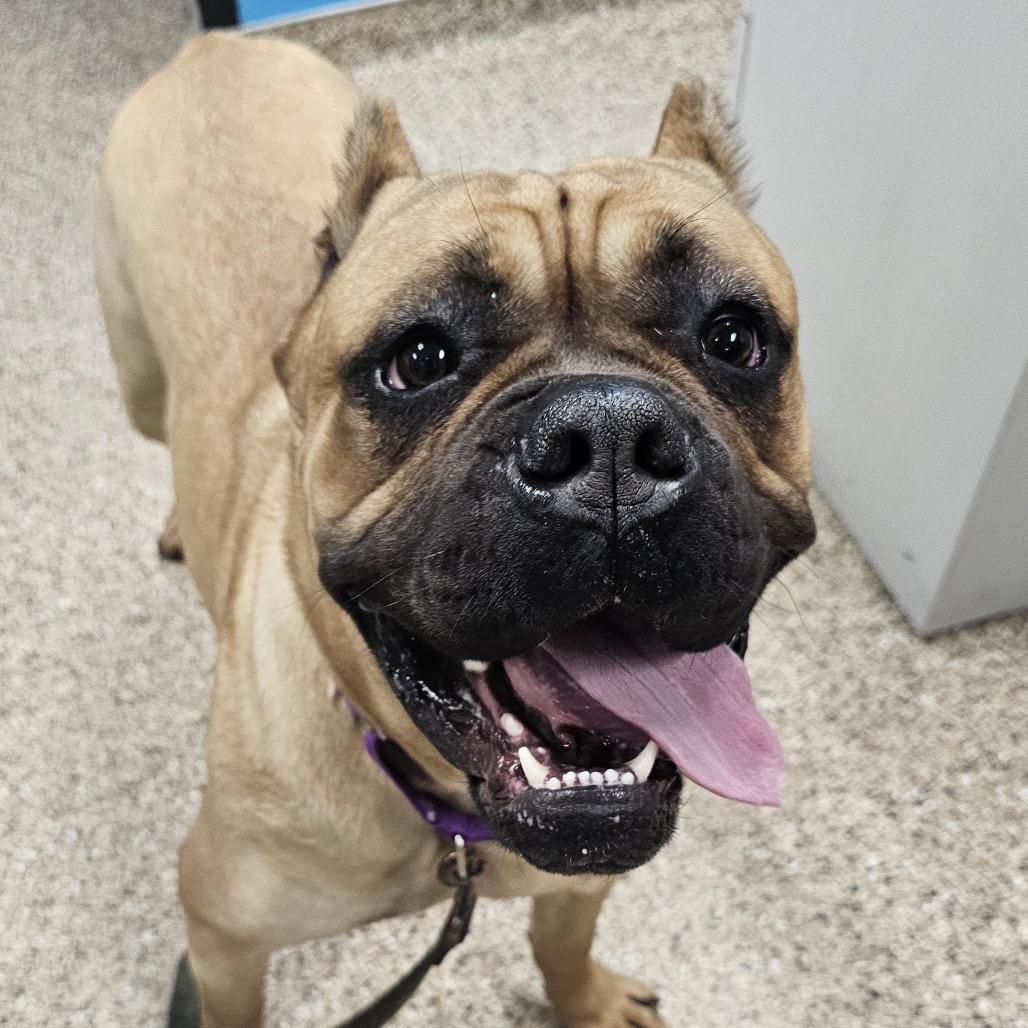 Susie, a Adoptable Cane Corso in Cheyenne, WY image 2/4