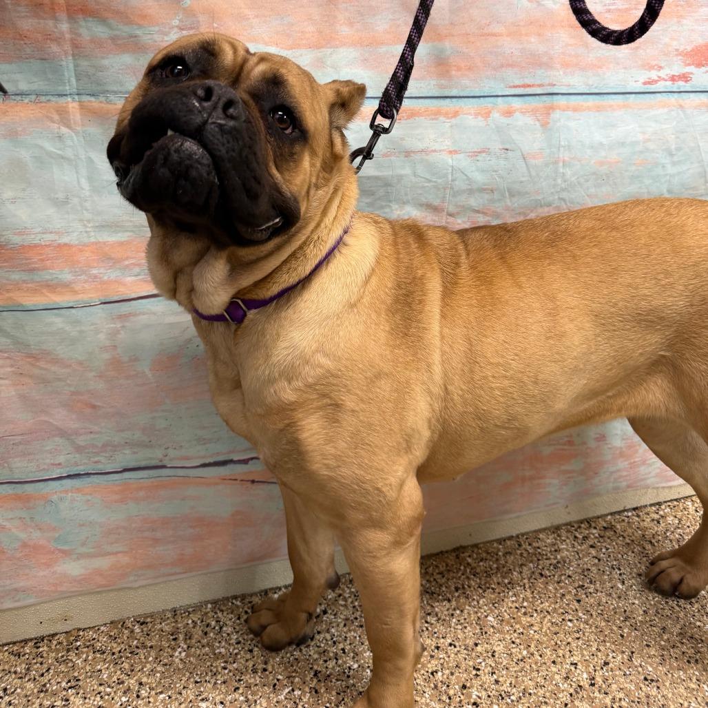 Susie, a Adoptable Cane Corso in Cheyenne, WY image 4/4