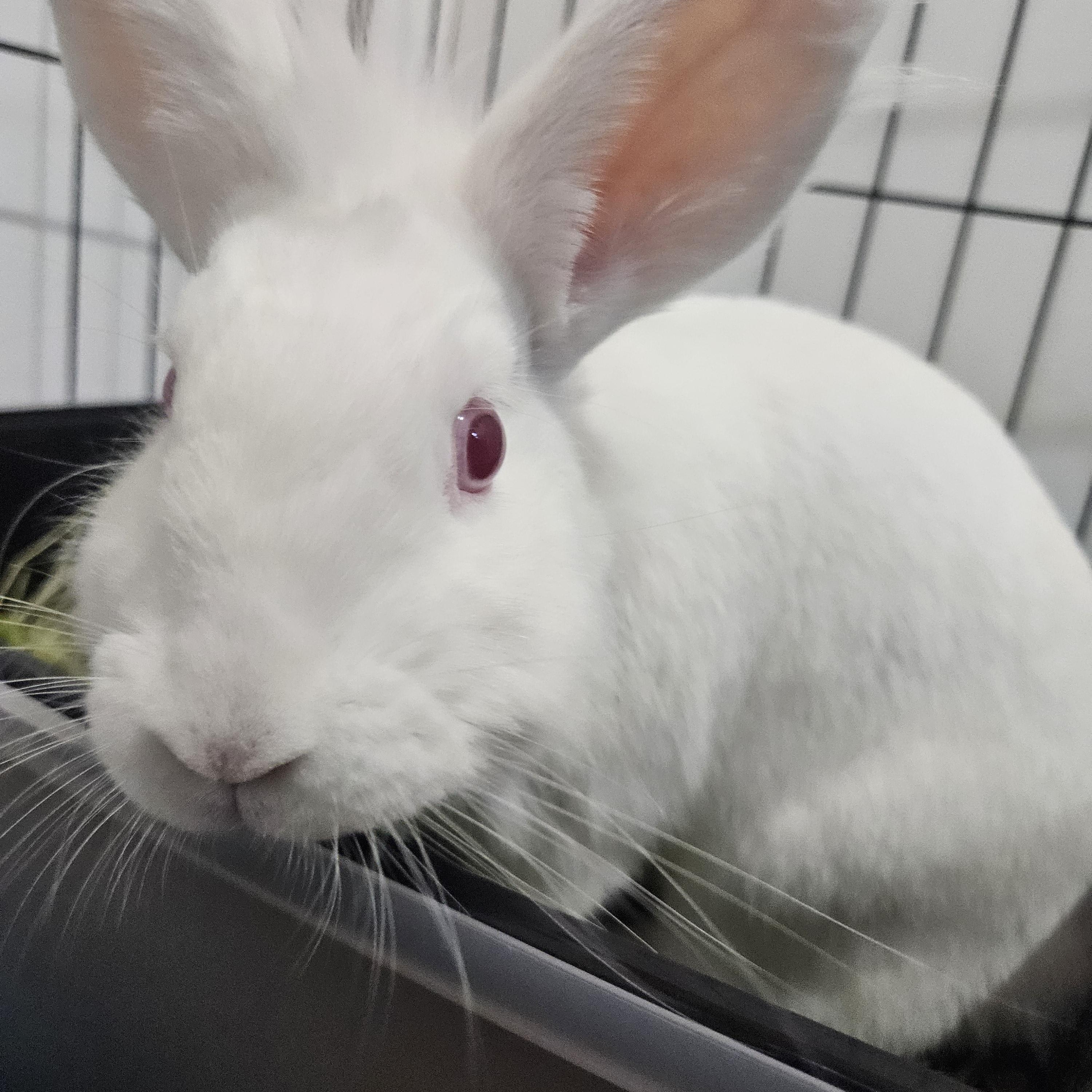 Jane (Goodall), Adoptable, Adult Female Lionhead & American.