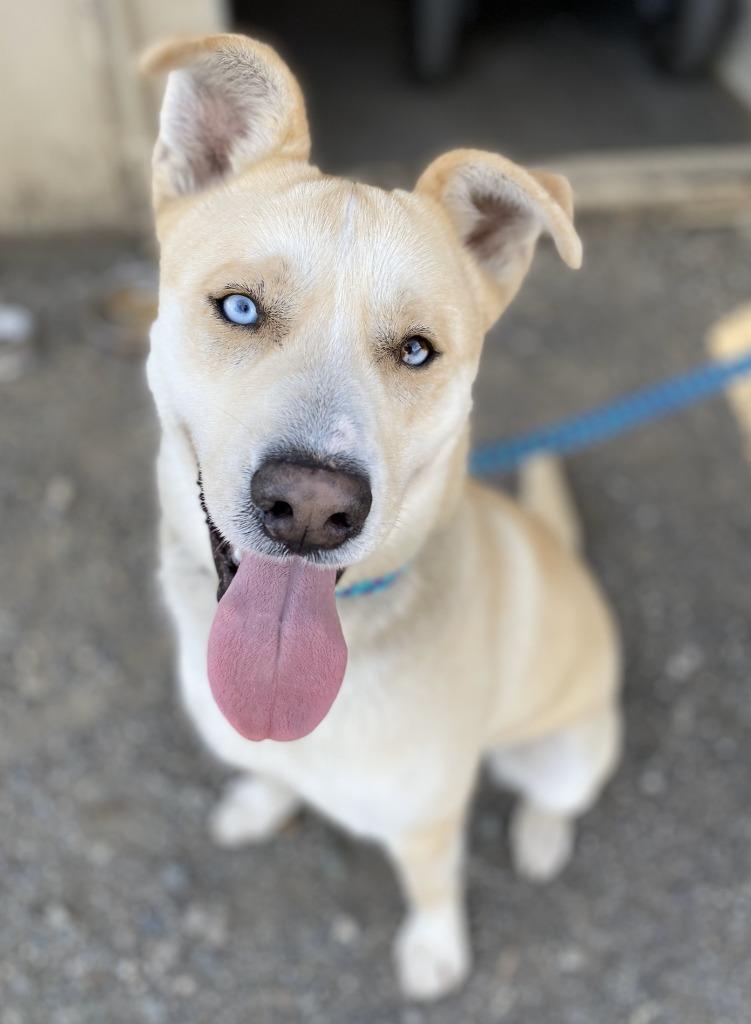 Enlarge Zion, a Adoptable mixed breed in Chico, CA image 1/2