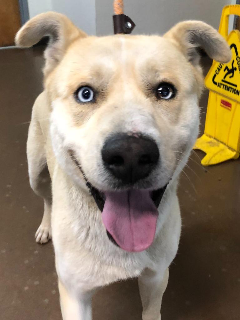 Zion, Adoptable, Adult Male Husky & Shepherd.