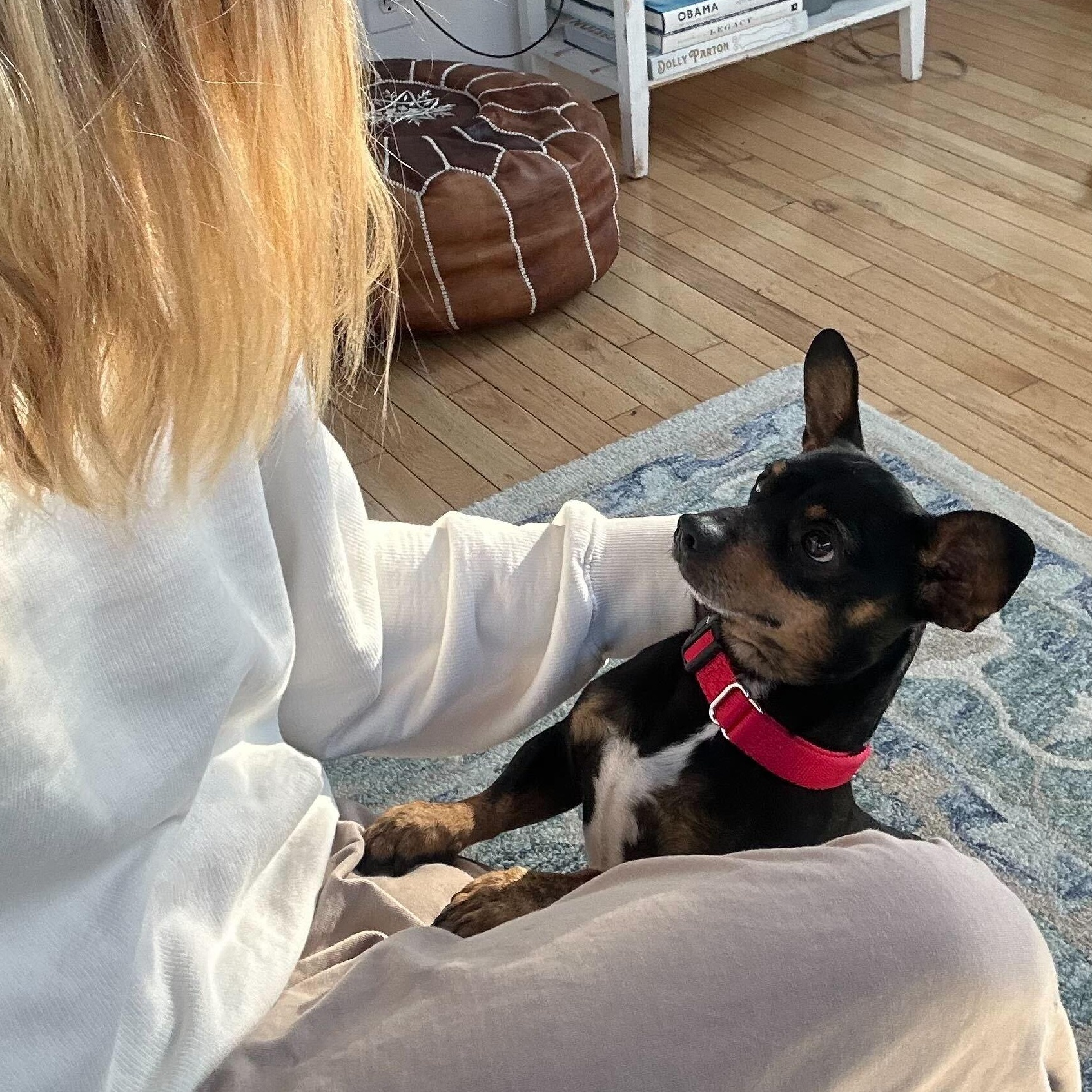 Enlarge Yoshi, a ADOPTABLE Chihuahua in Los Angeles, CA image 2/2