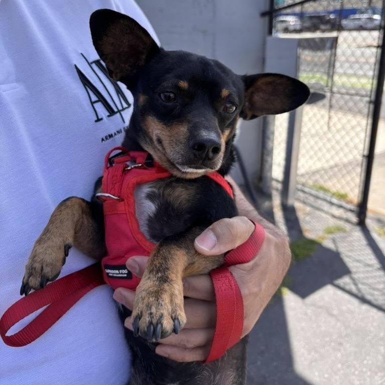 Enlarge Yoshi, a ADOPTABLE Chihuahua in Los Angeles, CA image 1/2
