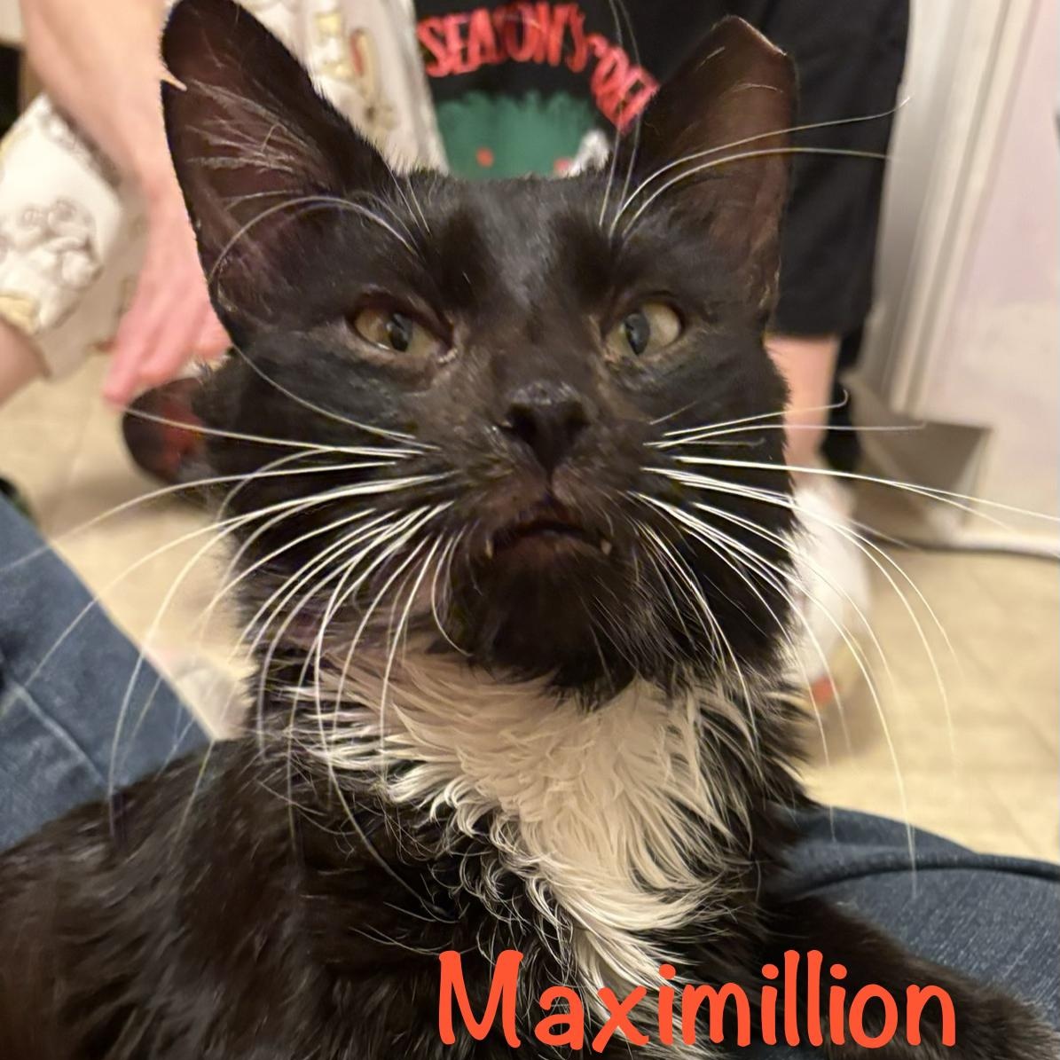 Enlarge Maximillion (call 602-692-1499 to meet Maximillion), an adopted mixed breed in Phoenix, AZ image 3/5