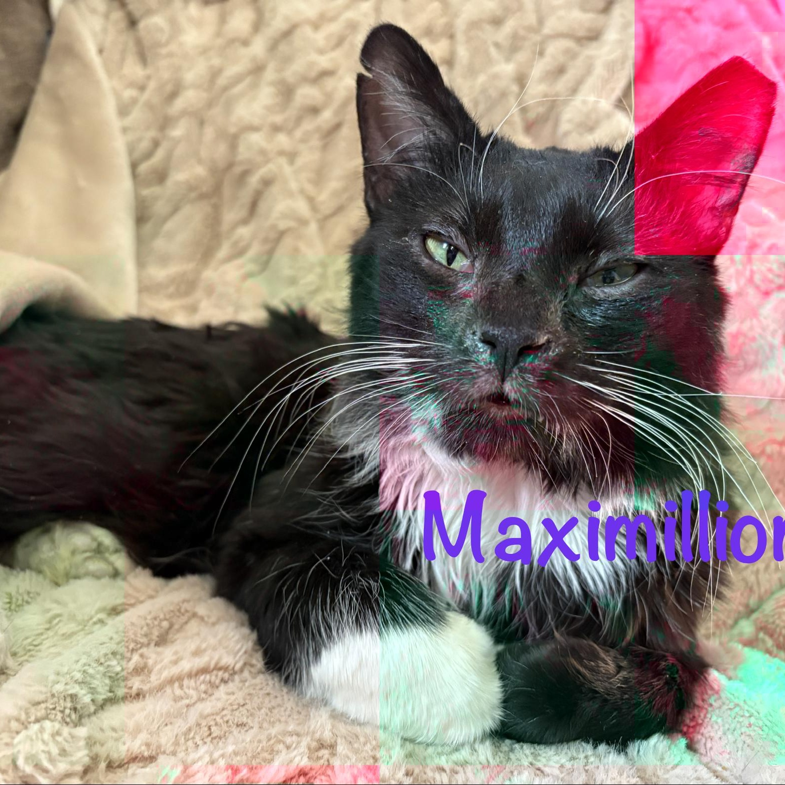Enlarge Maximillion (call 602-692-1499 to meet Maximillion), an adopted mixed breed in Phoenix, AZ image 5/5