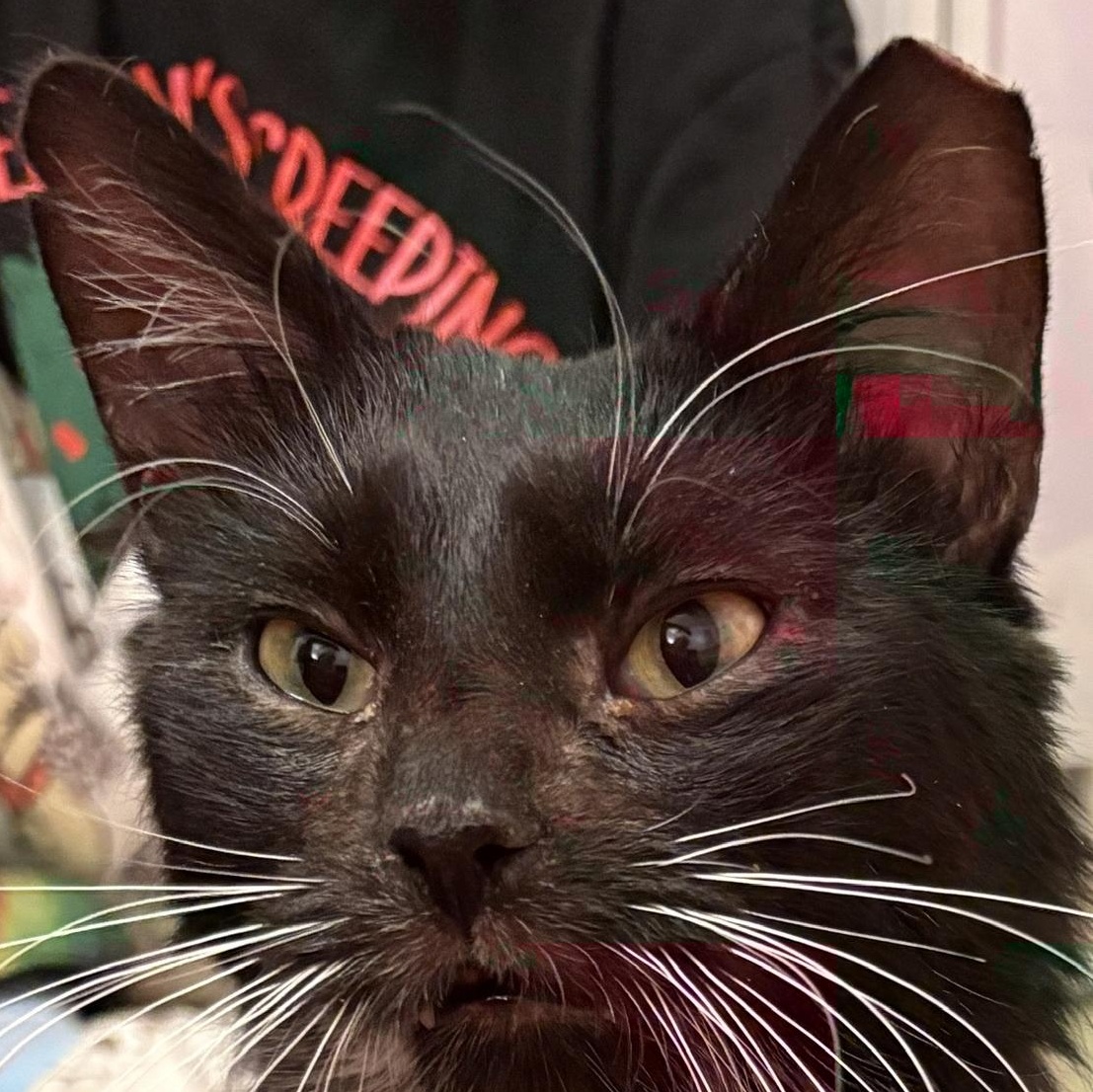 Enlarge Maximillion (call 602-692-1499 to meet Maximillion), an adopted mixed breed in Phoenix, AZ image 4/5