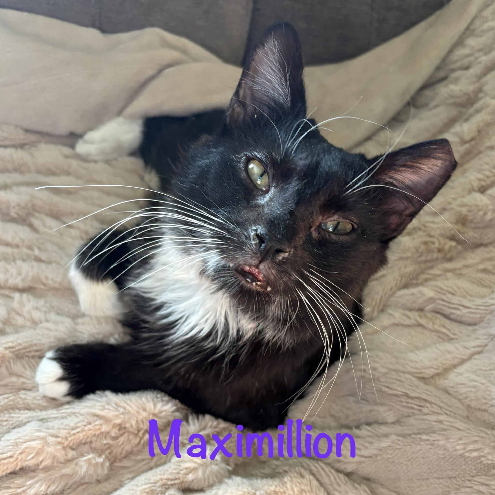 Enlarge Maximillion (call 602-692-1499 to meet Maximillion), an adopted mixed breed in Phoenix, AZ image 2/5