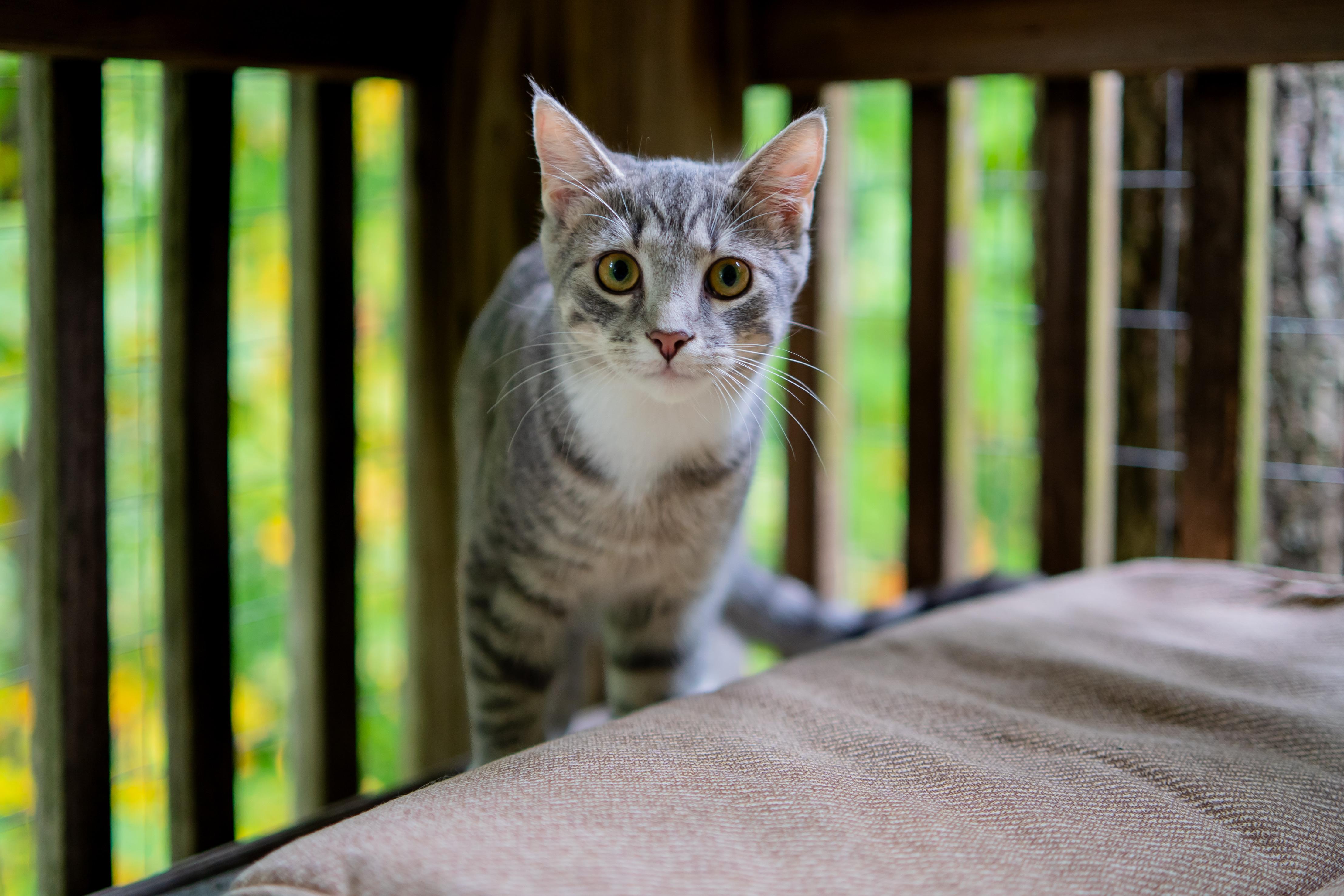 Enlarge Crystal, a Adoptable Domestic Short Hair in Dellslow, WV image 5/5