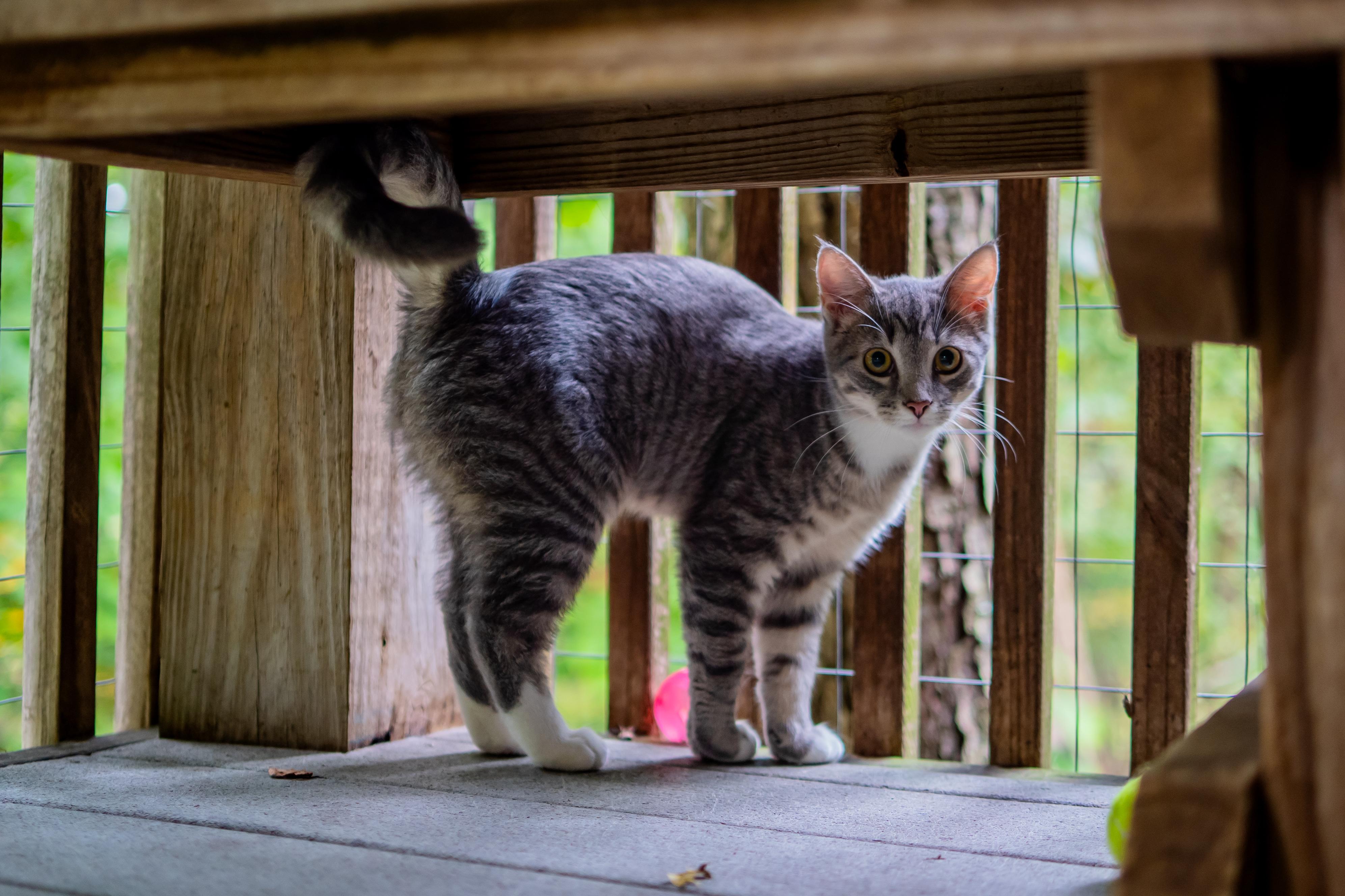 Enlarge Crystal, a Adoptable Domestic Short Hair in Dellslow, WV image 1/5