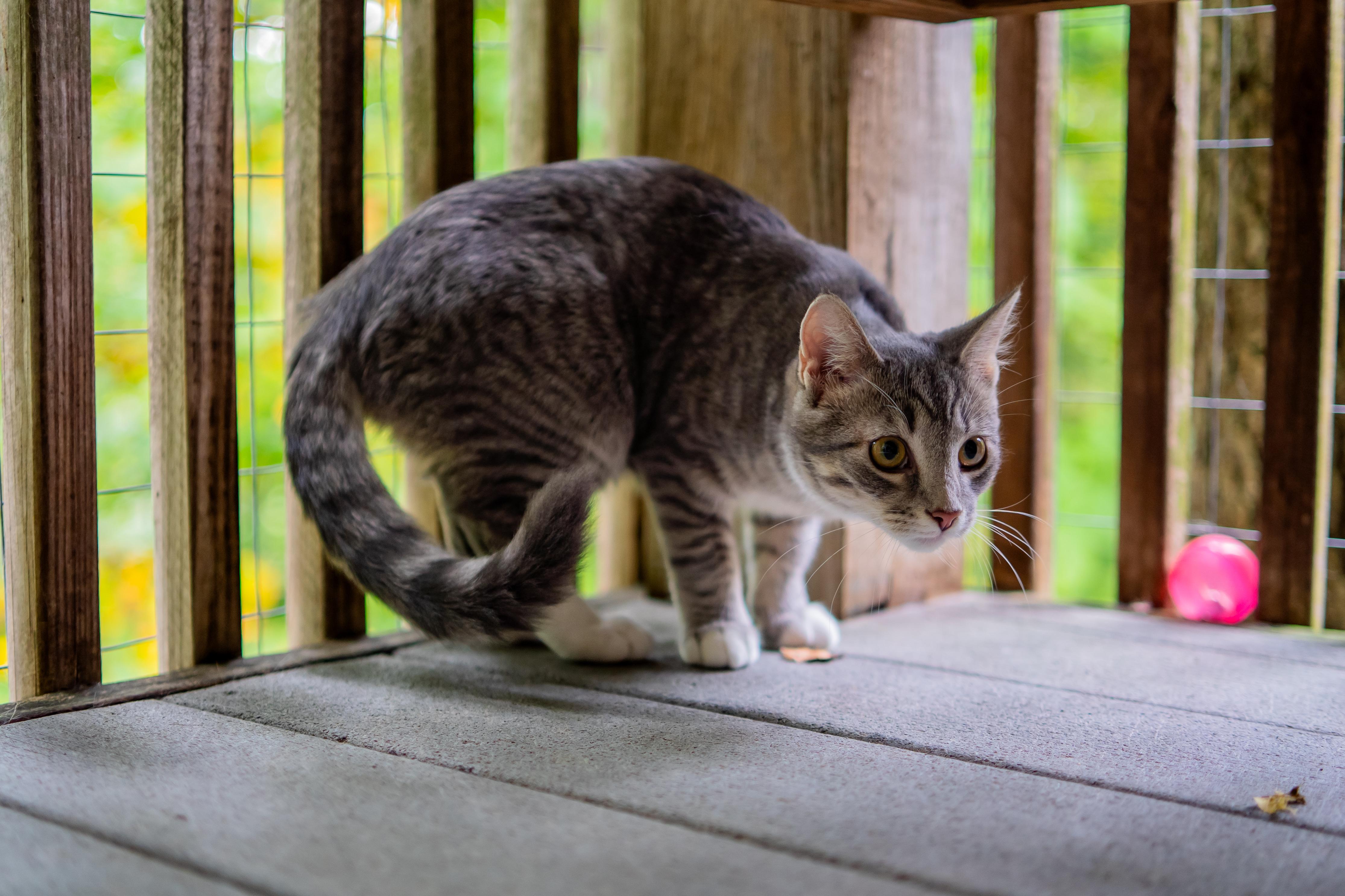 Enlarge Crystal, a Adoptable Domestic Short Hair in Dellslow, WV image 4/5