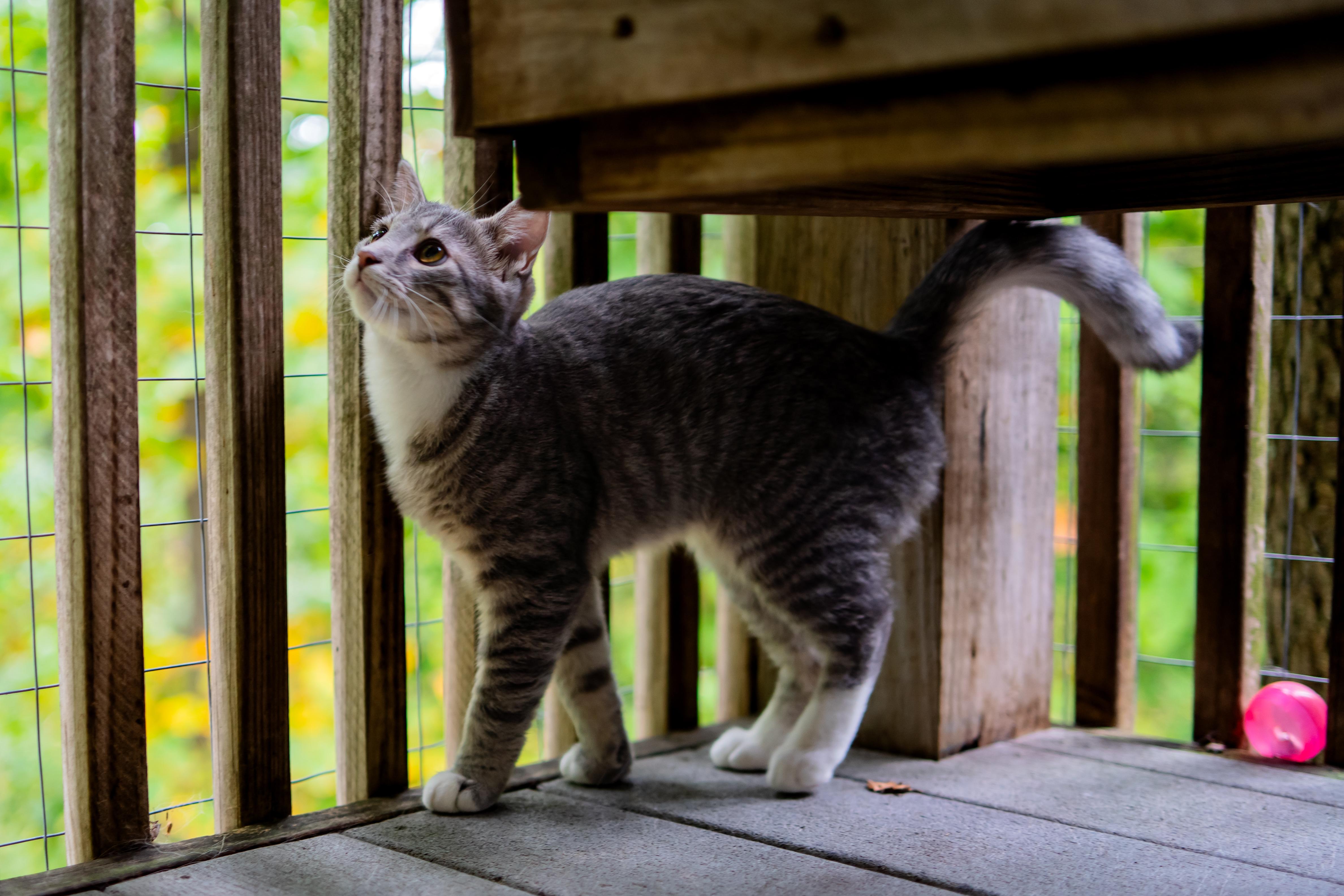 Enlarge Crystal, a Adoptable Domestic Short Hair in Dellslow, WV image 3/5