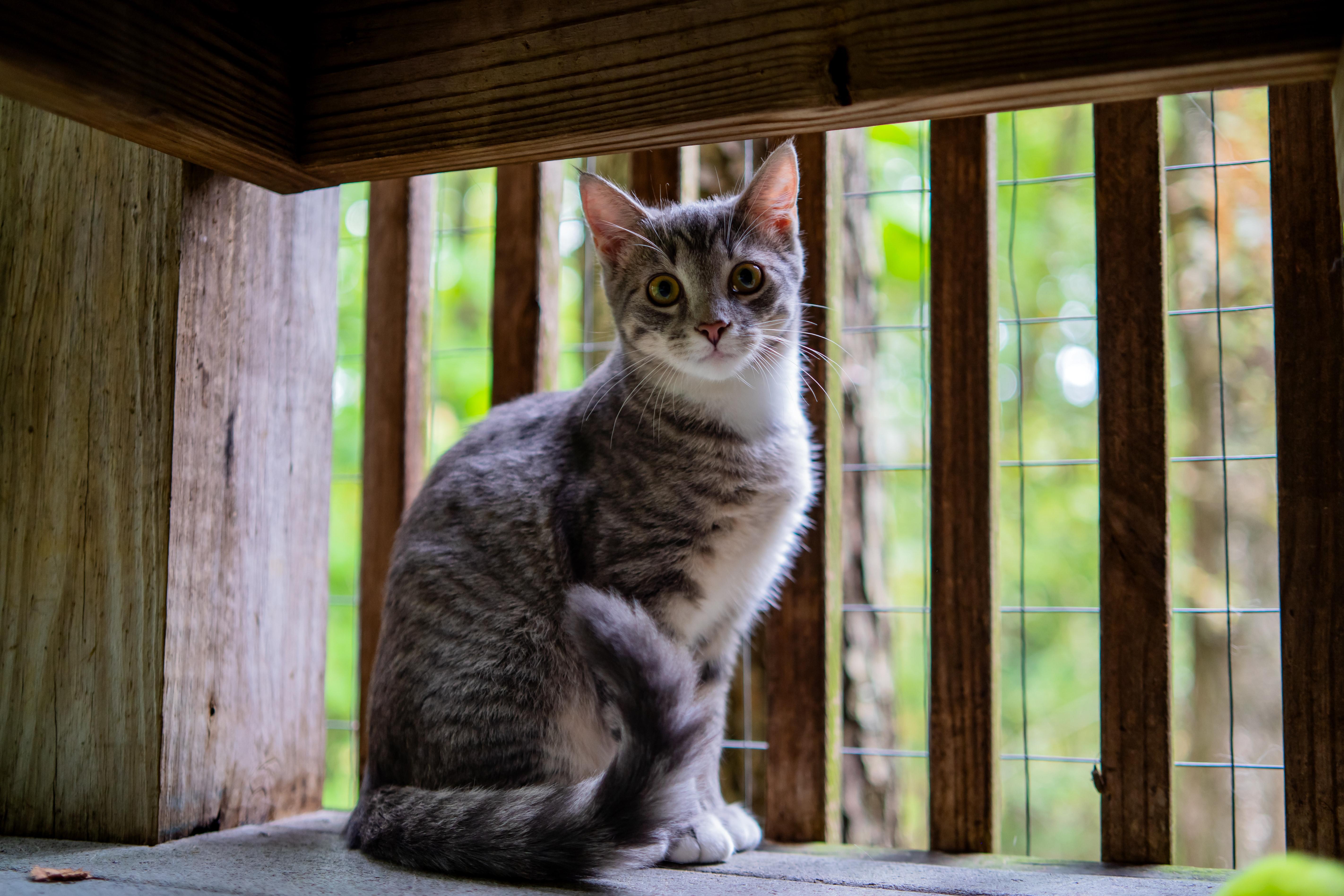 Enlarge Crystal, a Adoptable Domestic Short Hair in Dellslow, WV image 2/5