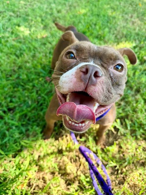 MAGGIE MUFFIN, Adoptable, Young Female American Bully & Boston Terrier.