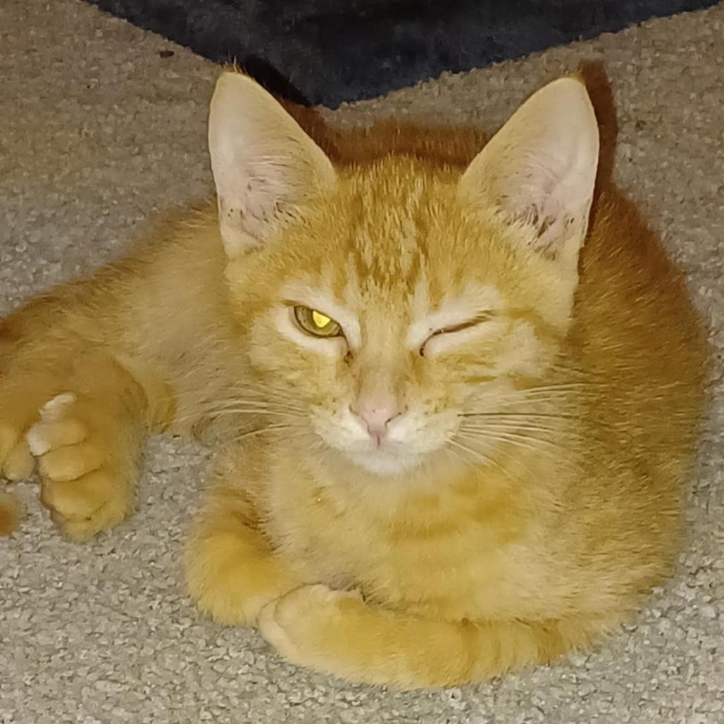 Garfield photo