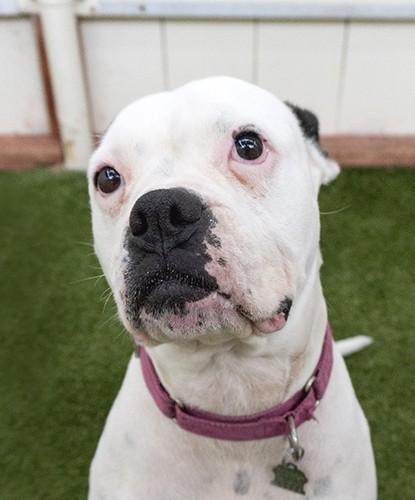 Enlarge Sunny Boo Boo, a ADOPTABLE mixed breed in Encinitas, CA image 1/1