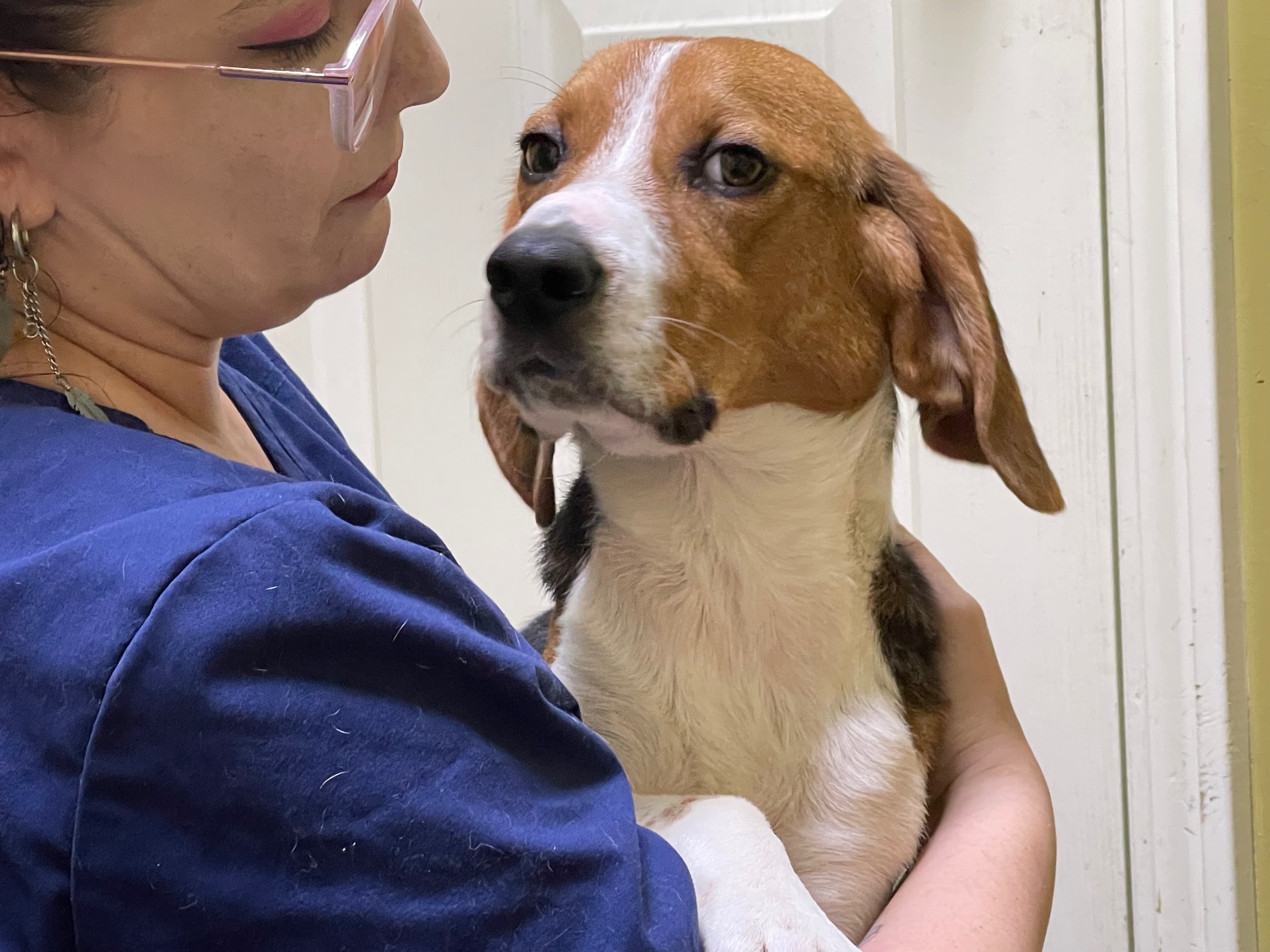 Max, a Adoptable Beagle in Columbia, KY image 3/6