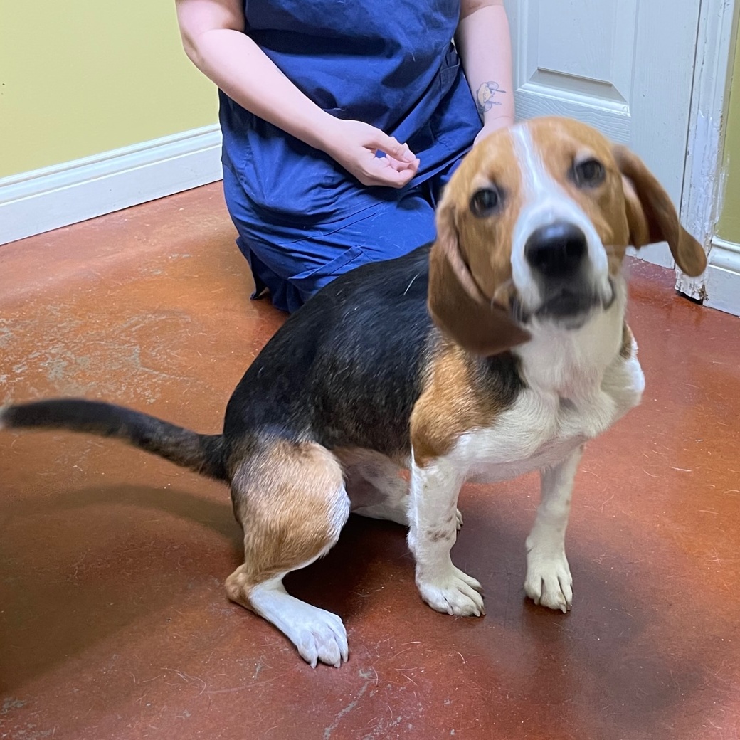 Max, a Adoptable Beagle in Columbia, KY image 2/6