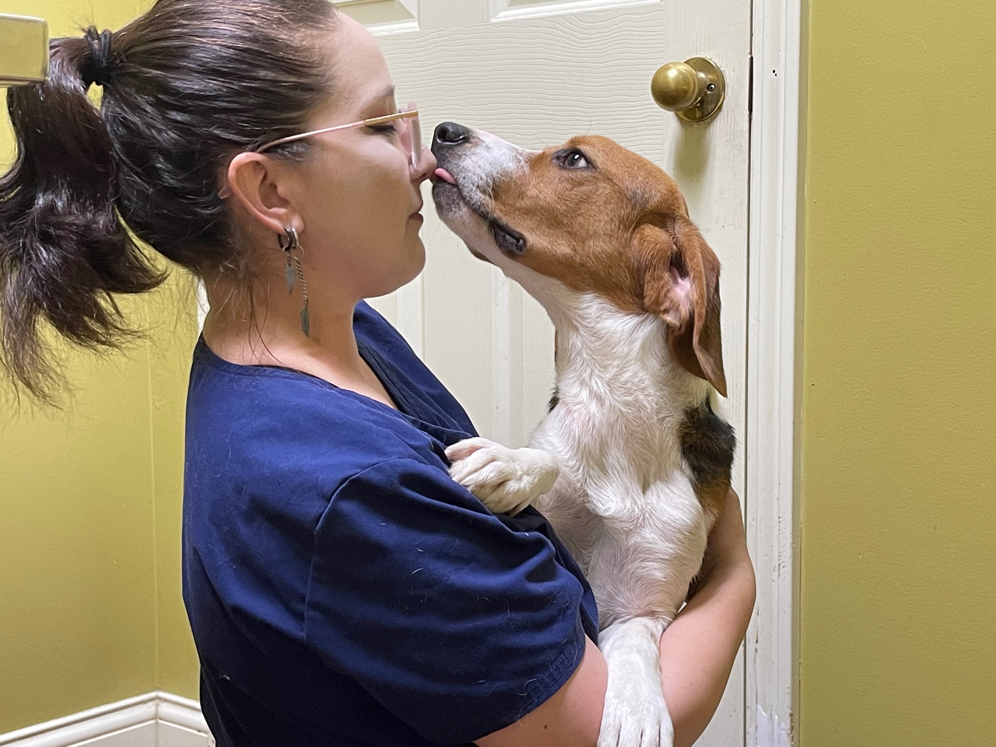 Max, a Adoptable Beagle in Columbia, KY image 4/6