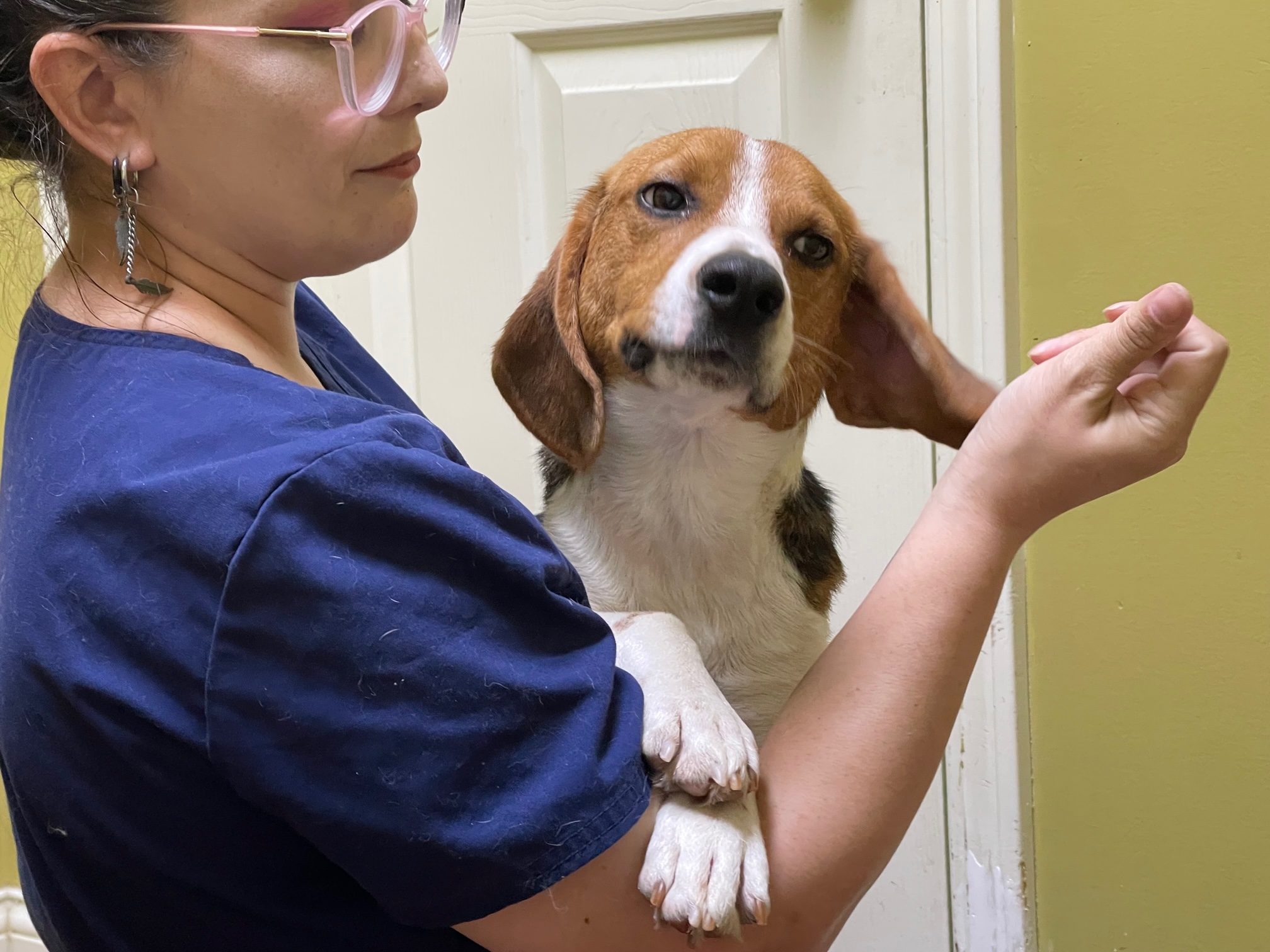 Max, a Adoptable Beagle in Columbia, KY image 5/6