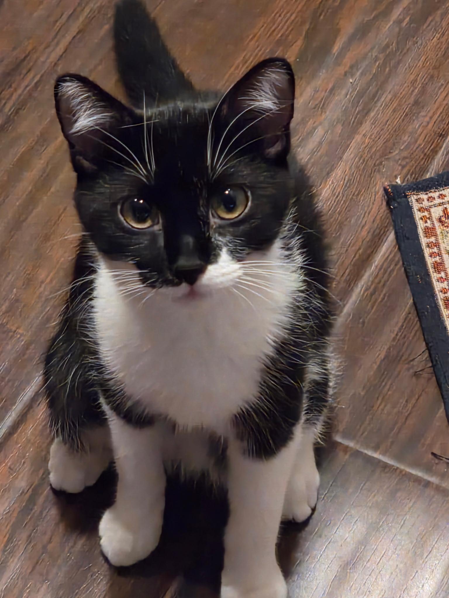Enlarge BISCUIT 5 Month Kitten A LITTLE TREAT FOR YOUR HEART, a Adoptable American Shorthair in Bristow, VA image 1/3