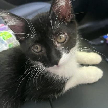 Enlarge BISCUIT 5 Month Kitten A LITTLE TREAT FOR YOUR HEART, a Adoptable American Shorthair in Bristow, VA image 2/3