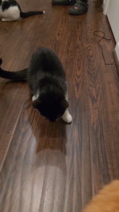 Enlarge BISCUIT 5 Month Kitten A LITTLE TREAT FOR YOUR HEART, a Adoptable American Shorthair in Bristow, VA video 3/3