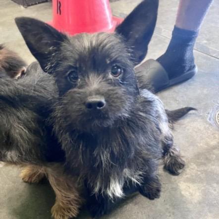 Shadow, adopted, Young Female Terrier.