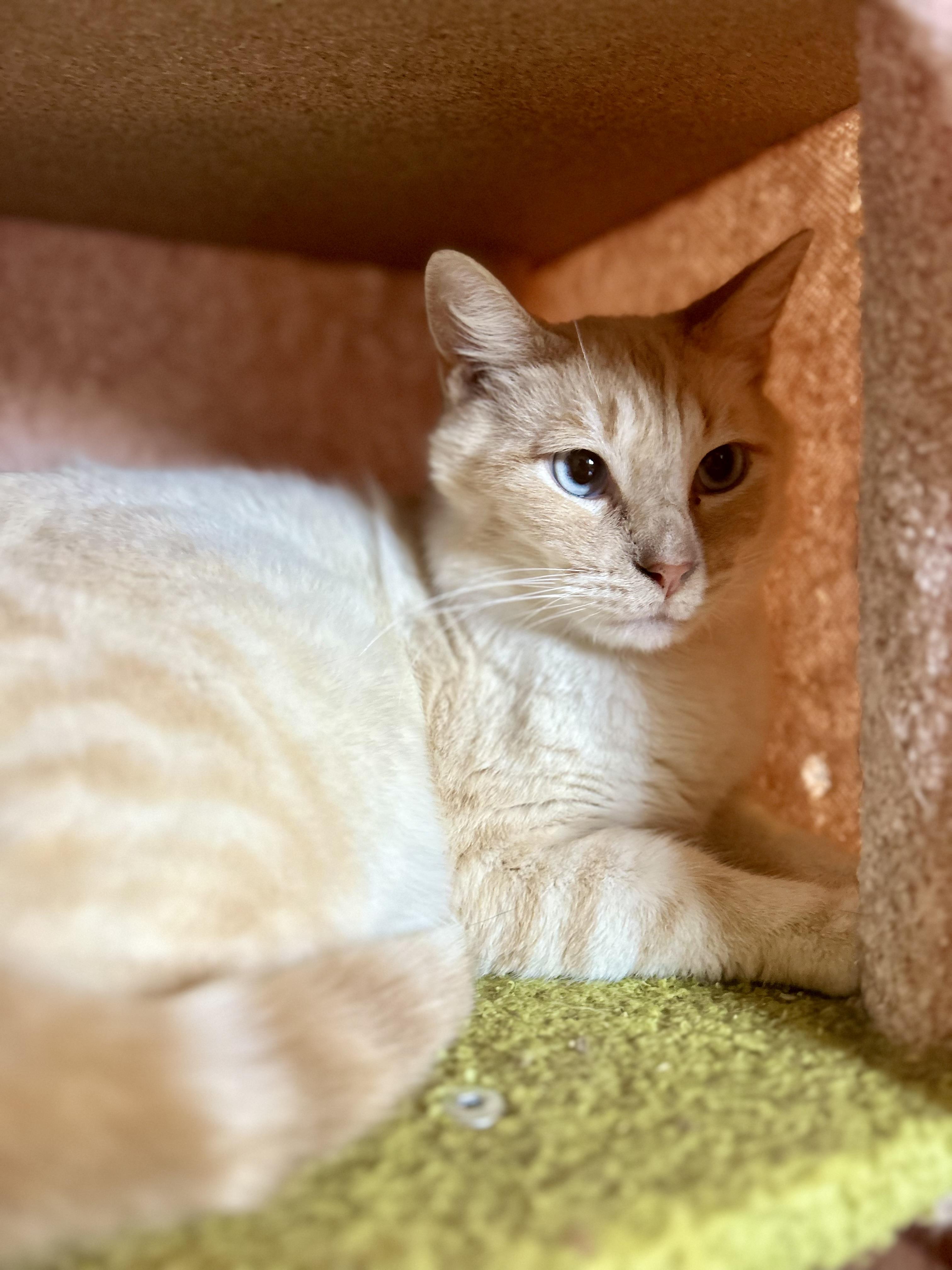 Koji (mellow / sweet / intuitive), ADOPTABLE, Adult Male Siamese & Domestic Short Hair.