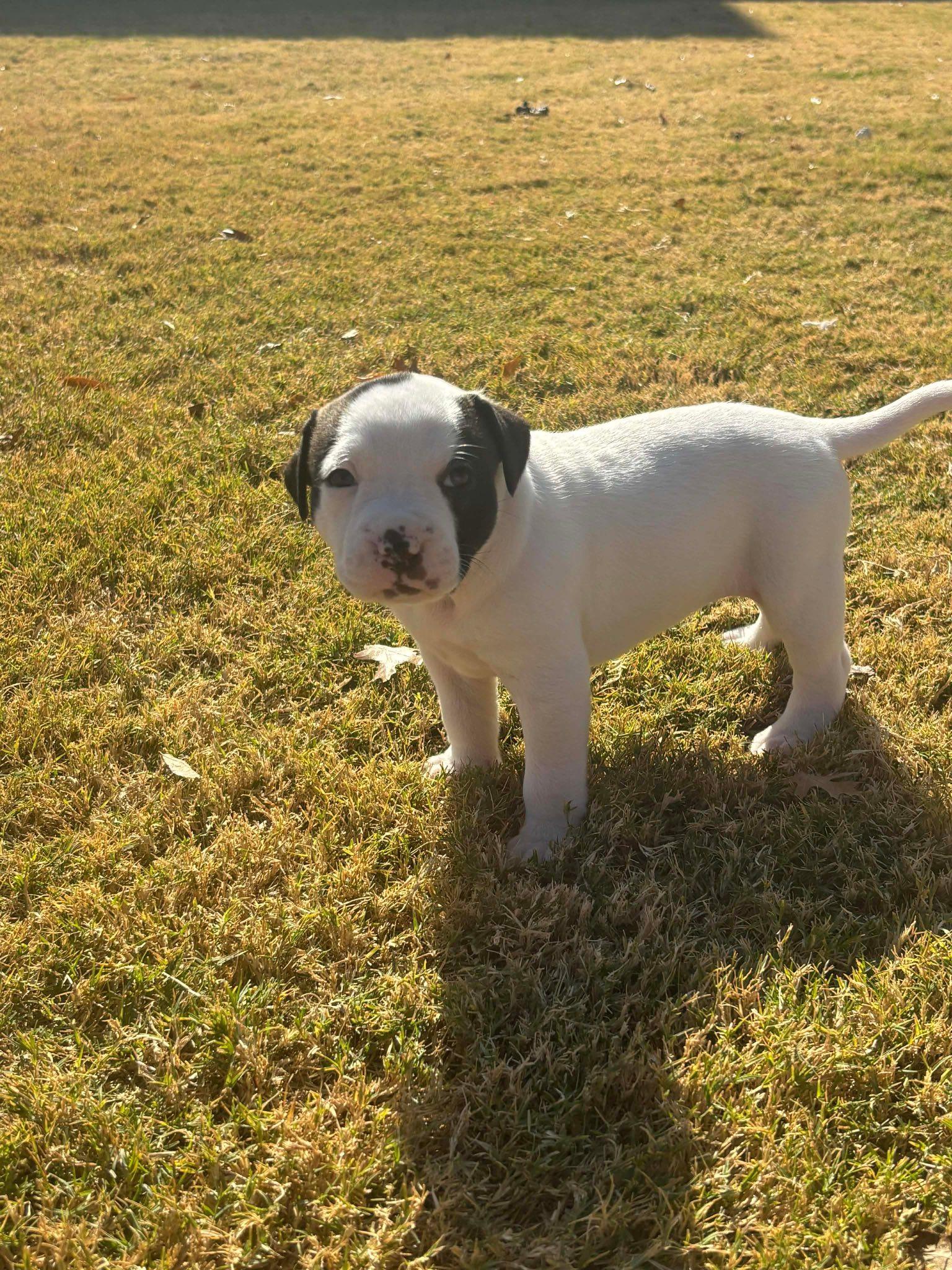 Molly, Adoptable, Puppy Female Collie & American Staffordshire Terrier.