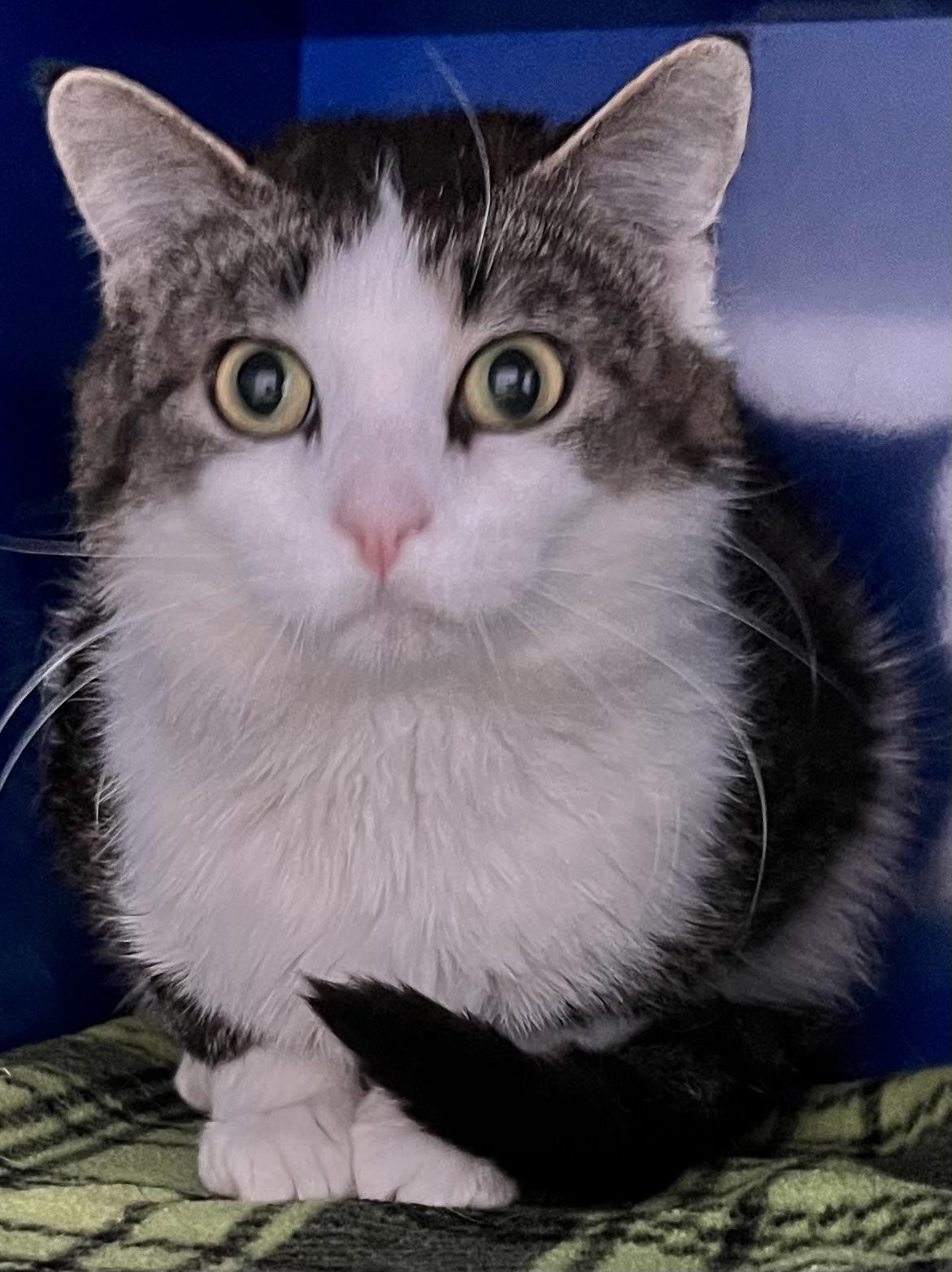 Enlarge Lucky, an adoptable Domestic Short Hair in Sault Sainte Marie, MI image 3/6