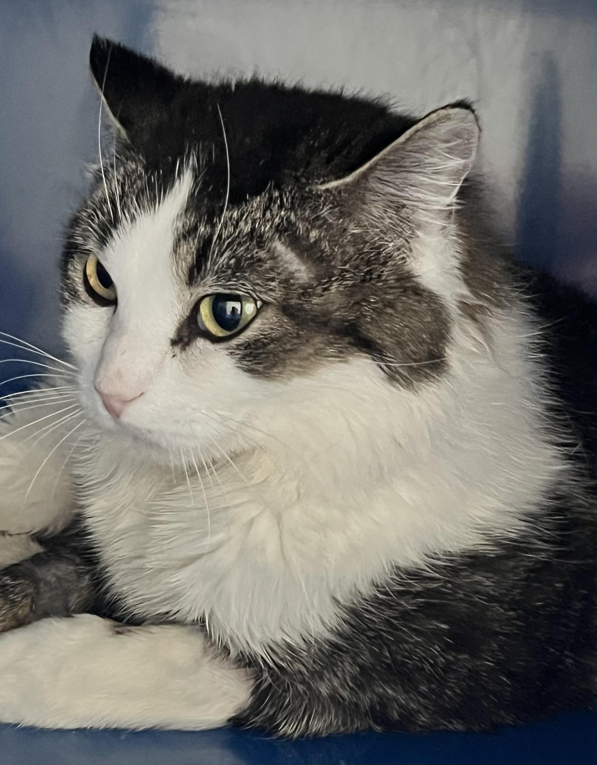 Enlarge Lucky, an adoptable Domestic Short Hair in Sault Sainte Marie, MI image 4/6