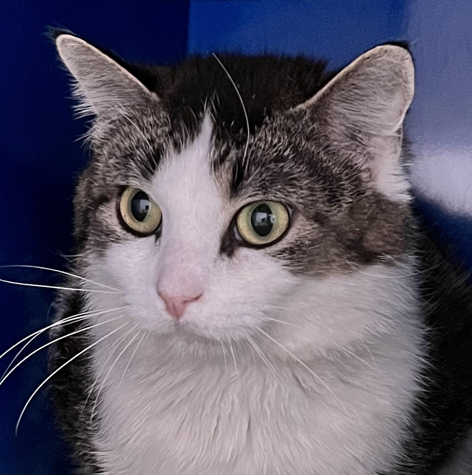 Enlarge Lucky, an adoptable Domestic Short Hair in Sault Sainte Marie, MI image 2/6