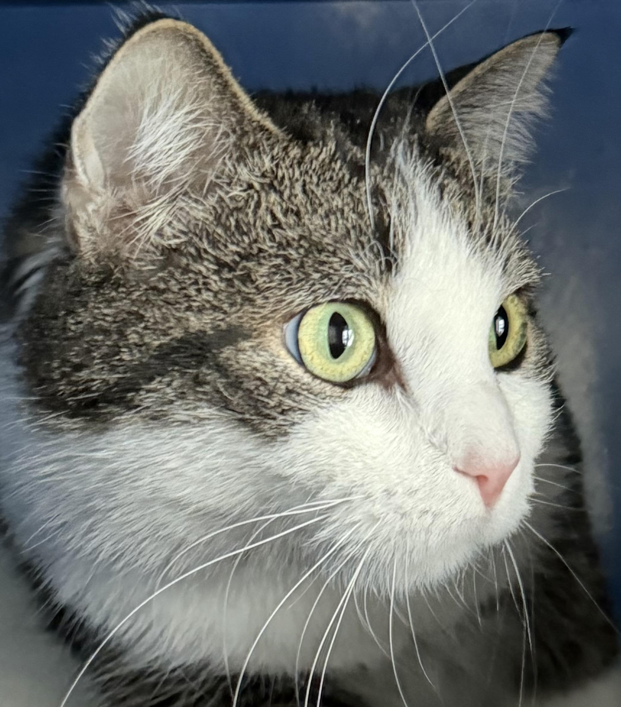 Lucky, adoptable, Young Male Domestic Short Hair.