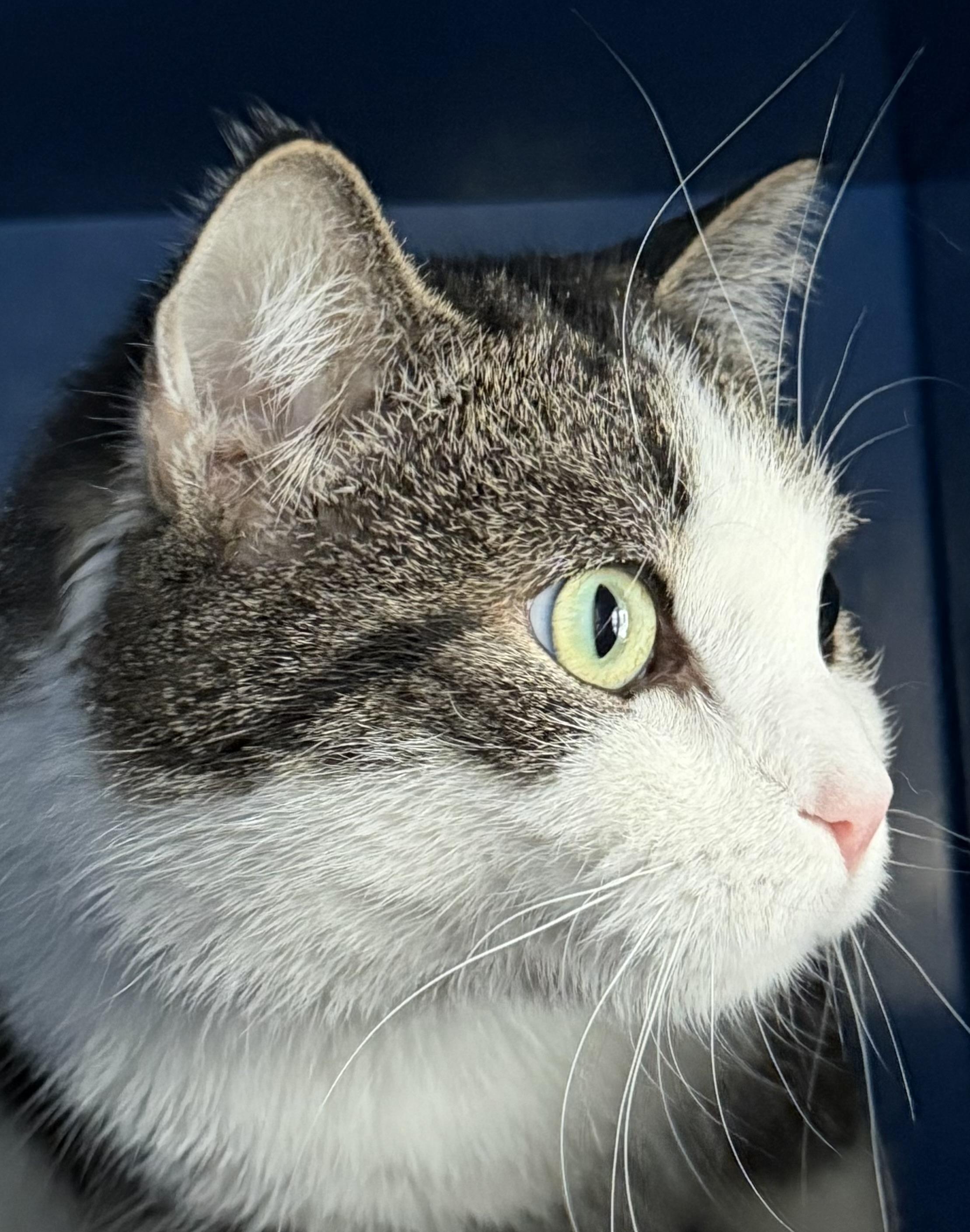 Enlarge Lucky, an adoptable Domestic Short Hair in Sault Sainte Marie, MI image 5/6