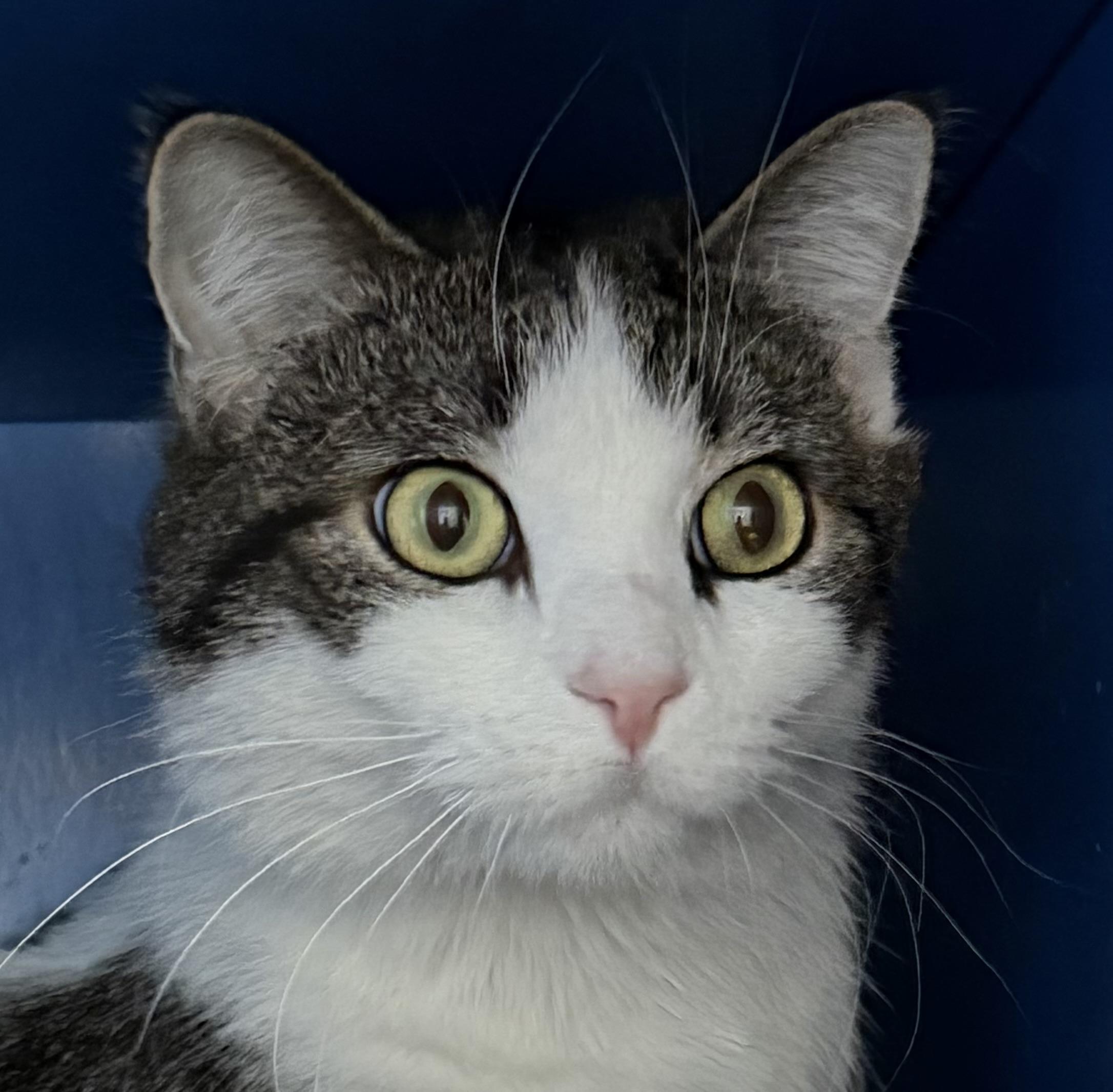 Enlarge Lucky, an adoptable Domestic Short Hair in Sault Sainte Marie, MI image 6/6