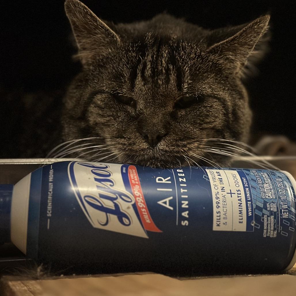 Marcus Lichens, Adoptable, Senior Male Domestic Short Hair.