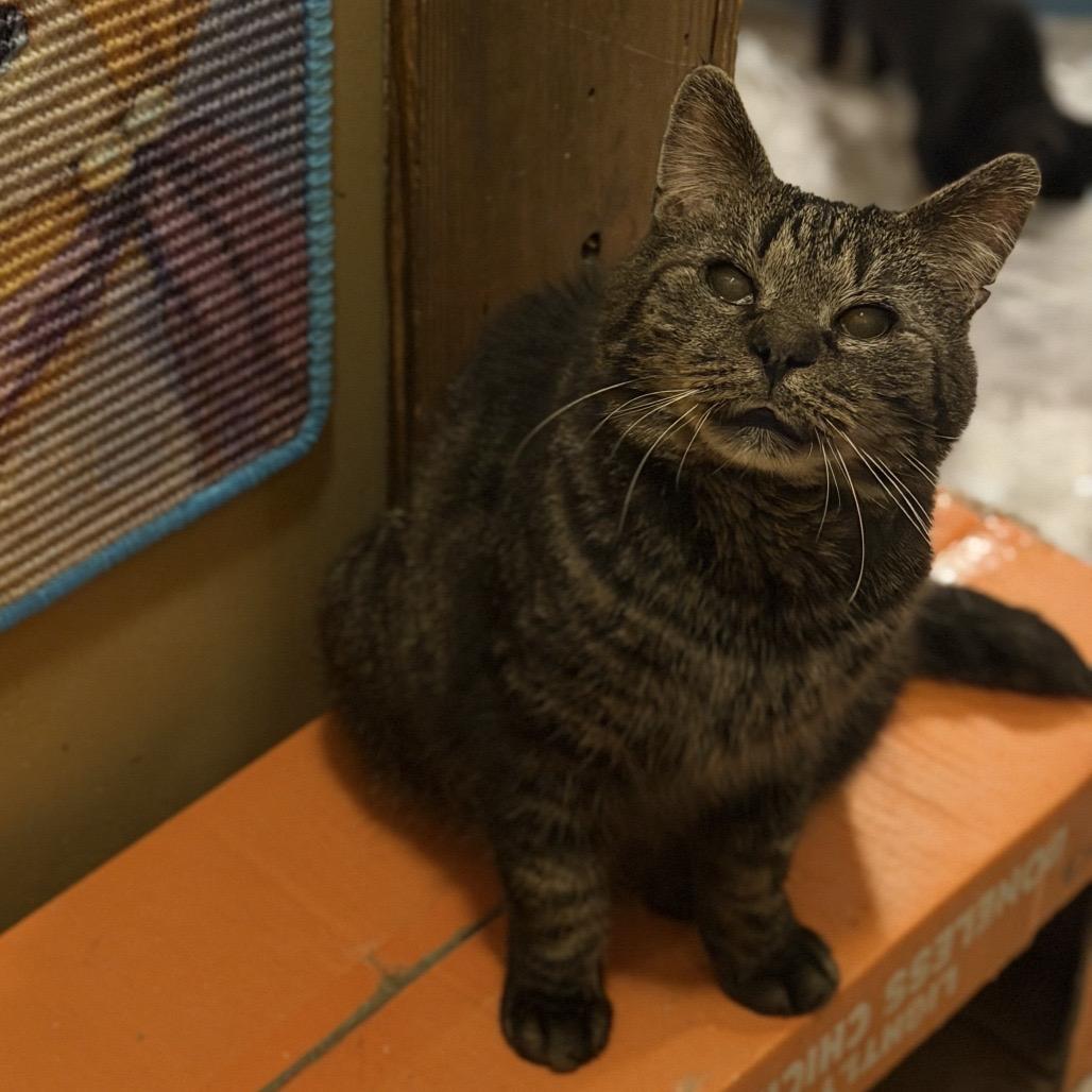 Enlarge Marcus Lichens, a Adoptable Domestic Short Hair in Woodstock, VA image 2/6